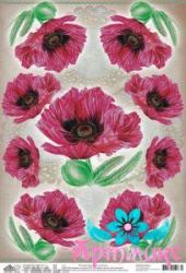Poppies on a beige background