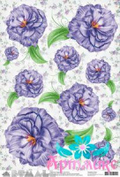 Lilac color flowers
